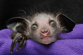 Omen of Evil' baby aye-aye born in North Carolina