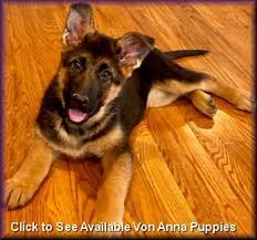 I can hand deliver for a reasonable price. Quality Show Bred German Shepherd Puppies At Von Anna German Shepherds