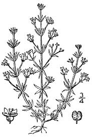Galium parisiense - Wikipedia