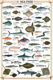 Sea Fish 59 Saltwater Species Sportsfisherman Fly Fishing Wall Chart Poster Ebay