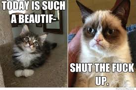 Memes Vault Happy Friday Cat Memes via Relatably.com