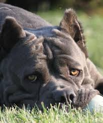 Lancaster puppies advertises puppies for sale in pa, as well as ohio, indiana, new york and other states. Alcor Cane Corso Alcor Cane Corso