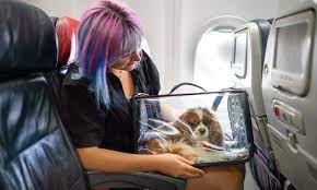 flying with a dog what you need to