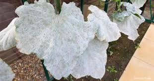 powdery mildew how to get rid of