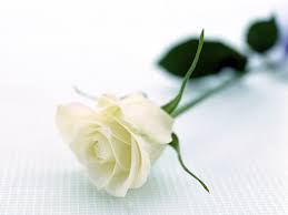 Afbeeldingsresultaat voor single white rose