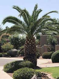 The Difference Between Palm Trees