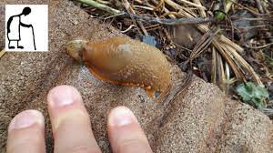 slug eating a snail arion rufus ater