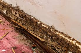 Can You Get Termites In Homes Made Of