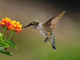 Check spelling or type a new query. 19 Best Plants To Attract Hummingbirds To Your Yard
