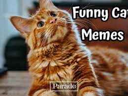 101 funny cat memes to make you laugh