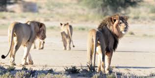 lions of the kalahari