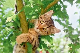 Kot w ogrodzie. Jak chronić rośliny przed kotami - Ładny Dom