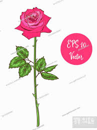 single pink rose flower vector