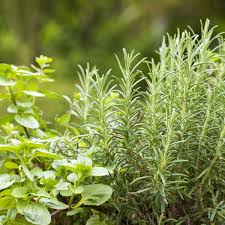Herb Garden Care And Maintenance