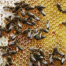 If there was more than one queen cell, the first queen to emerge there are many beekeepers who want to learn how to raise queen bees but aren't sure how to get started. Beekeeping For Beginners Beekeeping 101 For Your Backyard Colony