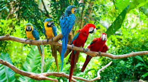 macaw parrot wallpaper 67 images