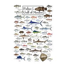 Comprehensive Gulf Of Mexico Fish Chart Gulf Of Mexico Fish