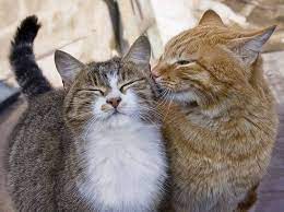 Wie Katzen Freunde werden: Tipps für Mehrkatzenhaushalt