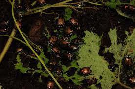 Die ausgewachsenen japankäfer verrichten dann ihr übriges an der oberfläche. Pilze Gegen Den Eingewanderten Japankafer Gartenwoche