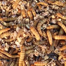 Mealworms For 3000 Count