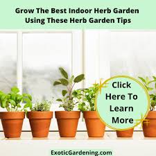 grow the best indoor herb garden using