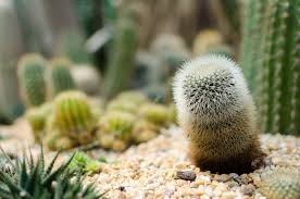 How To Grow Cactus Plants Or Even A