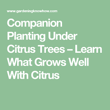 Citrus Tree Companions What To Plant Under A Citrus Tree