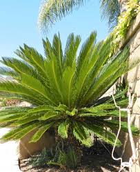 How To Care For A Sago Palm And Why They Are So Difficult