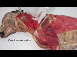Veterinary Anatomy Dog Muscles Thoracic Limb 1 Of 3