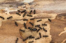 carpenter ant treatment peninsular