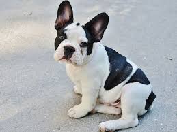 so you want a french bulldog puppy in