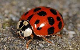 Ladybugs Vs Asian Lady Beetles Green