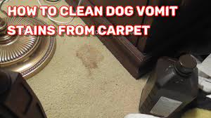 clean dog vomit stains from carpet