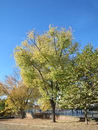 silver maple nuisance tree or