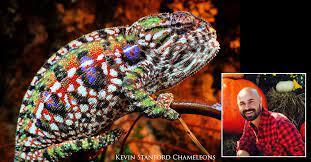carpet chameleons with kevin stanford