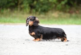 He is approximately 1.2 inch ( 3 cm ) long and 0.6 inch ( 1.5 cm ) tall. Miniature Long Haired Dachshunds Archives Zarcrest