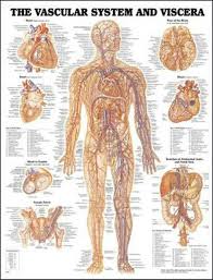 Details About Vascular System And Viscera Anatomical Chart By Anatm Chart Co English Hardcov