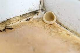 Mold With Mushrooms Growing In Home