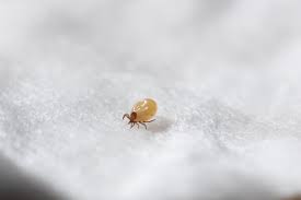 dust mite allergies how to treat dust
