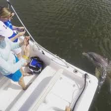 hilton head island private dolphin tour