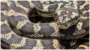 carpet python how long is 5 metres in