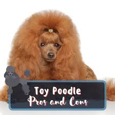 toy poodle pros and cons all your