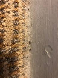 ants in rug of hotel room picture of