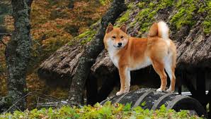 Shiba Inu All About Dogs
