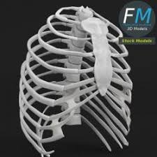 Female rib cage and pelvis structure. Female Rib Cage Anatomy 3d Models Stlfinder