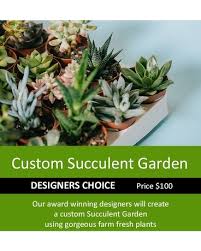 Custom Succulent Garden Designer S