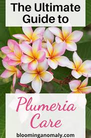 the ultimate guide to plumeria care