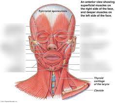 articulation quiz muscles of the face