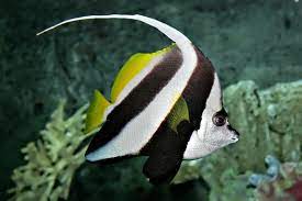 Pennant coralfish - Wikipedia
