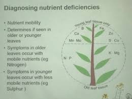 Leaf Illustrations And Charts To Help Diagnose Plant